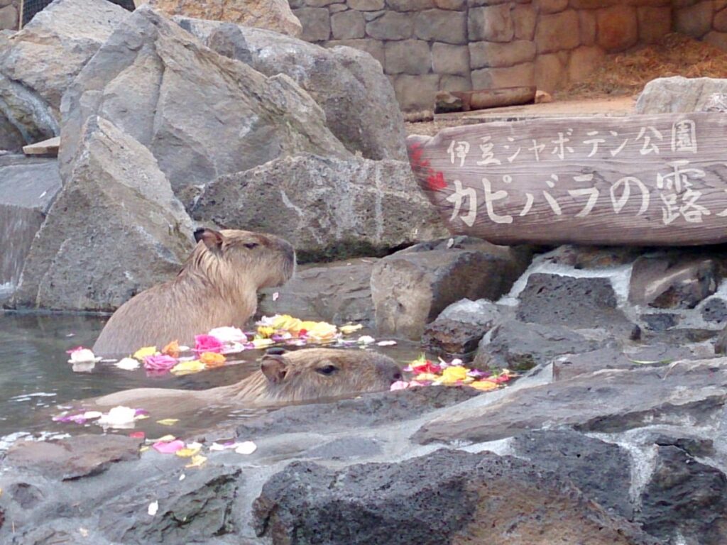 伊豆シャボテン動物公園